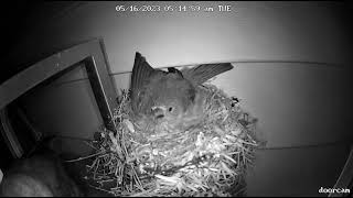 Cowbird attacks finch to lay egg [upl. by Sihtnyc]