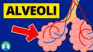 Alveoli Medical Definition  Quick Explainer Video [upl. by Feer14]