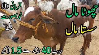 Malir Mandi Me 50K to 150k Wala Maal  Cattle Rates Updates  Cow Mandi 2023 [upl. by Aynekal]