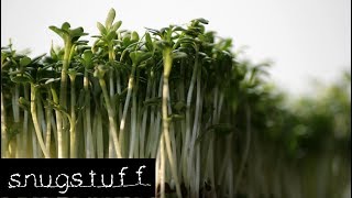 Projekt Kresse  Plantage auf der Fensterbank Microgreens  Episode 0063 [upl. by Bazluke]