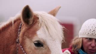 Budweiser Clydesdales Help Purina Surprise Far View Horse Rescue [upl. by Esiuole]