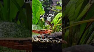 Pleco powers through Shrimp  in slomo 👀🦐 fish nature fishtank [upl. by Naujek]