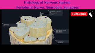 Histology of Peripheral nerve Structure Neuroglia  Types amp Functions Synapses Types amp Structure [upl. by Kassey]