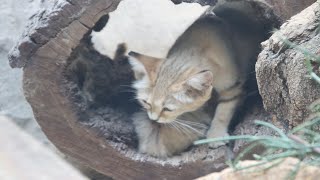 Sandkatze nachwichs  Sand cat kittens  ZOO Berlin 2024 [upl. by Mannos593]