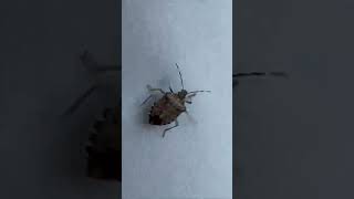 Brown Marmorated Stink Bug insects pestsolutions pestcontrol [upl. by Gustave]