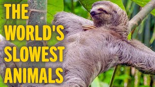 Top 6 Slowest Animals in The World  Animal World [upl. by Ajiat]