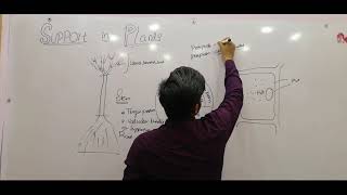 Support in plants through turgor pressure and vascular bundle [upl. by Enneire]