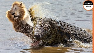 Crocodile Strikes And Kills a Lion in Front of His Brother [upl. by Eiznik92]