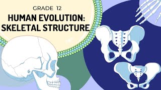 human evolution grade 12 life sciences [upl. by Danny]