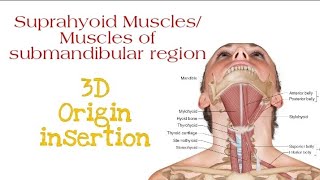 Suprahyoid Muscles All four layers  Origin insertion [upl. by Clance221]