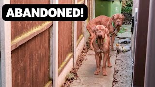 Dogs Rescued After Being Dumped in the Garden of an Abandoned House [upl. by Irehc827]