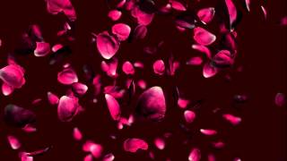 Free wedding falling rose petals animation background [upl. by Eremihc]