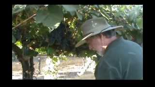 Quady Winery Malbec Harvest 2012 [upl. by Clarke475]