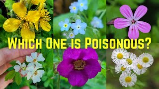 Identifying Edible and Poisonous Wildflowers in Ontario Canada  Hamilton [upl. by Peggi]