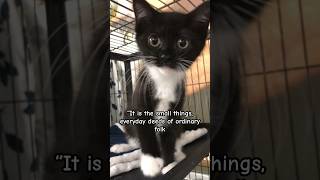 Kittens share universal truth shorts cat kitten quotes truth [upl. by Kopple917]