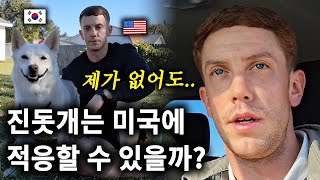 충성심 강한 진돗개가 주인 없이 미국에서 잘 적응할 수 있을까 [upl. by Lara]