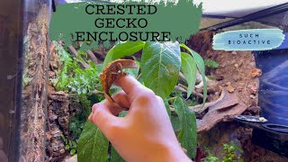 Building a Bioactive Crested Gecko Enclosure [upl. by Anilad]