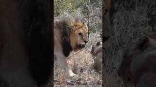 Macho hoedspruit enojado🦁😡 lionking africansafari animals lion wildlife viralvideo shorts [upl. by Wichern318]