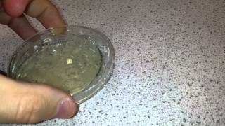 Culture a Bacteria on Agar quotMicrococcus luteusquot [upl. by Kayle]