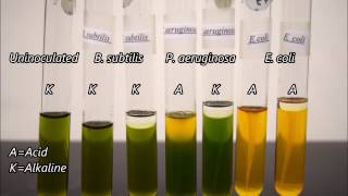 Microbiology Oxidation and Fermentation Tests Timelapse [upl. by Mosier580]