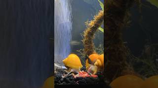 BLOODWORM FEAST TIMELAPSE fishkeeping aquarium mysterysnail [upl. by Seton]