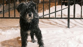 How to Manage Shedding with a Portuguese Water Dog [upl. by Prussian]