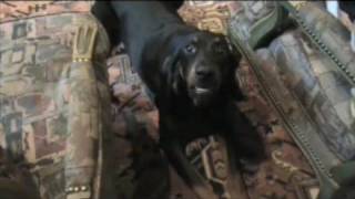 Hank the Black and Tan Coonhound Howls and Barks [upl. by Odlawso995]