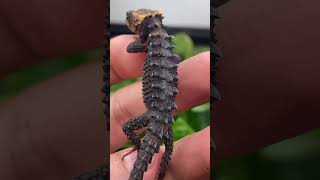 WATCH THIS BABY DRAGON EVOLVE INTO A FULLGROWN MINI DRAGON REDEYED CROCODILE SKINK shorts [upl. by Nitz924]