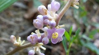 Ophiopogon Japonicus medicinal plant [upl. by Ifen]