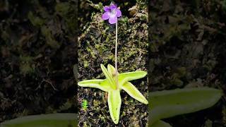 Butterwort  carnivorous plants that eat animals [upl. by Og388]