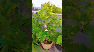 Harsingar plantyoutubeshorts floweringplant plantislove garden shortsviral [upl. by Stelle]