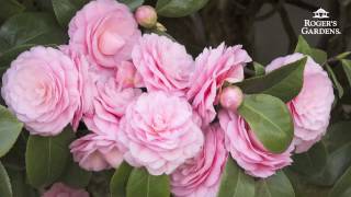 Gardening 101 Series  How to Plant amp Maintain a Camellia [upl. by Streetman]