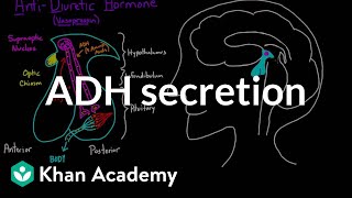 ADH secretion  Renal system physiology  NCLEXRN  Khan Academy [upl. by Heimlich515]