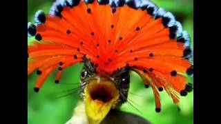 طائر الملكي أكل الذباب Royal Flycatcher سبحان الله [upl. by Agatha254]