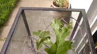 What to Feed Your Pet Stick Insects [upl. by Dolf]