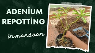 Adenium Repotting in monsoon [upl. by Sirdna]