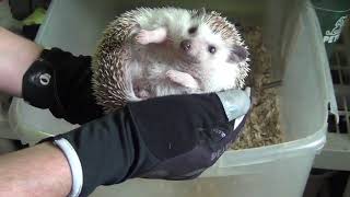 How to handle amp tame your new pet hedgehog [upl. by Felton]