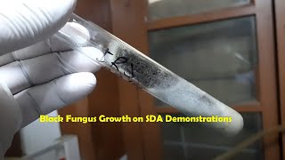 Black mould on Sabouraud dextrose agar Demonstration [upl. by Hplodur]