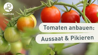 Tomaten anbauen Aussaat amp pikieren Anleitung [upl. by Gwenny965]