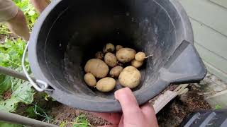 My friends potato harvest [upl. by Clite]