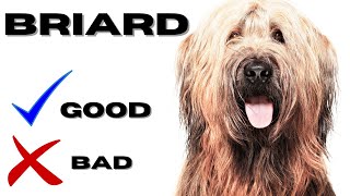 Briard Top 10 Facts  Pros and Cons you must know [upl. by Adnama]