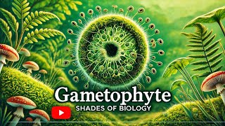 Gametophyte VS Sporophyte Part  1 l NEET l CBSE l Plant Kingdom [upl. by Nosle506]