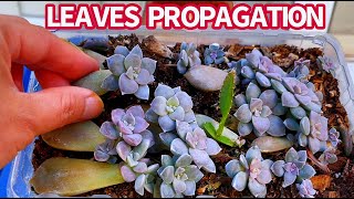 499 GRAPTOPETALUM SUPERBUM PROPAGATE FROM LEAVES amp CUTTING  NHÂN GIỐNG SEN DĨA HỒNG  다육식물  多肉植物 [upl. by Fedirko]