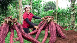 Super large cassava harvest How to make cassava starch at home Lucia daily life [upl. by Dearden373]