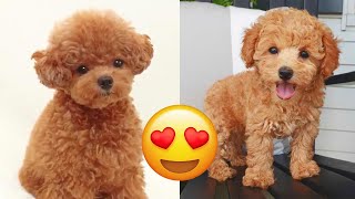 Toy Poodle — Cute And Funny Videos And Tik Toks Compilation  Teacup Poodle [upl. by Rivi604]