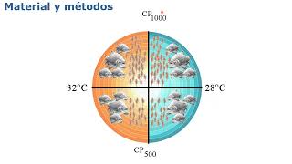 Efectos temperatura y la concentración de presas vivas en la larvicultura de Colossoma macropomum [upl. by Hearsh]