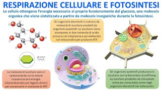 VIE METABOLICHE  Respirazione Cellulare e Fotosintesi [upl. by Anivram289]