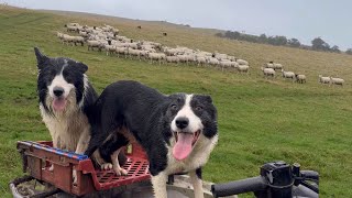 Two amazing border collie sheepdogs herding sheep [upl. by Lalittah3]