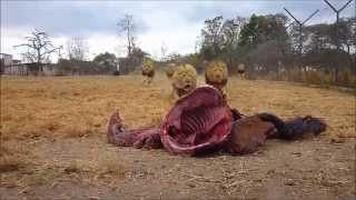 Antelope Park  Zimbabwe  Lion Feeding [upl. by Chaddie457]