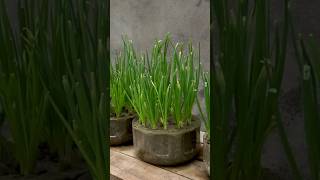 New technique of growing onion plant shorts [upl. by Padget949]